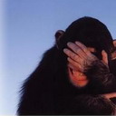 Monkey_facepalm.jpg