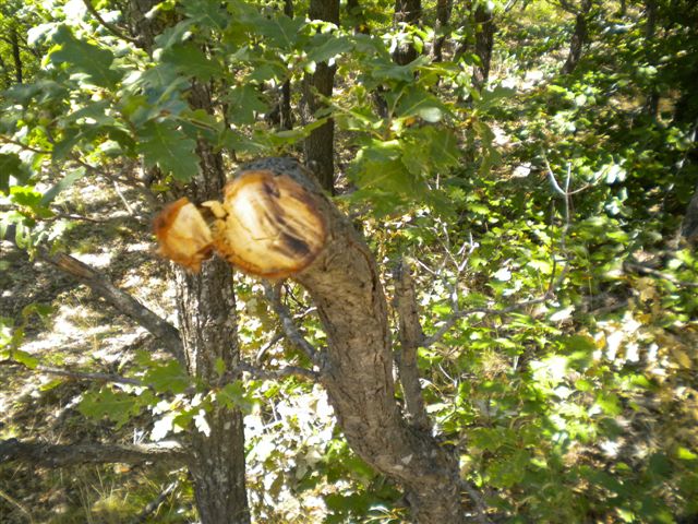 DSCN3310.JPG