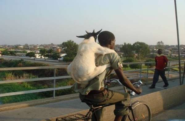 4665-Super-Goat-is-coming.jpg