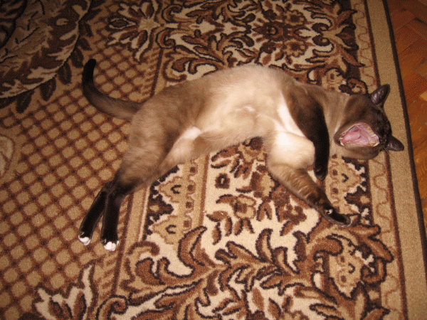 1.gif