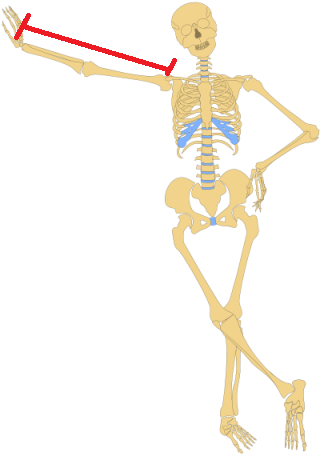 metalmarious_Human_Skeleton(Outline).png